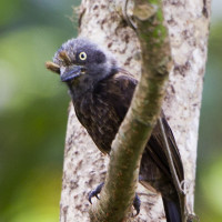 Grey-throated Barbet